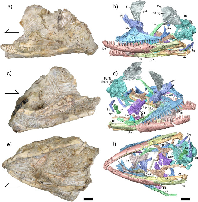 Il fossile di Kopidosaurus perplexus e le sue ricostruzioni tridimensionali