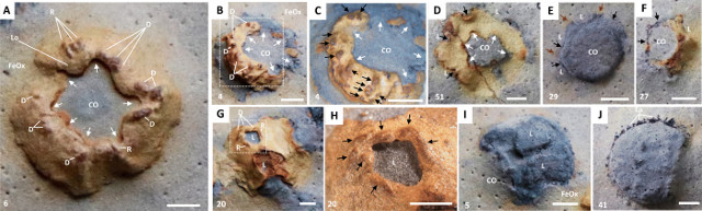 Viste di fossili di namacalato (Namacalathus hermanastes)