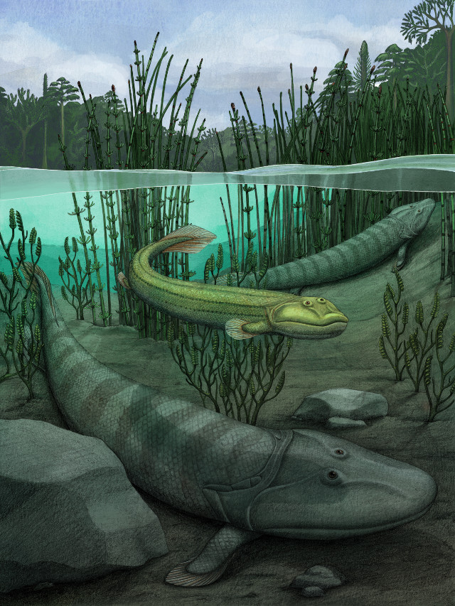 Ricostruzione artistica di Qikiqtania wakei (al centro) e di Tiktaalik roseae (sul fondo) (Immagine cortesia Alex Boersma)