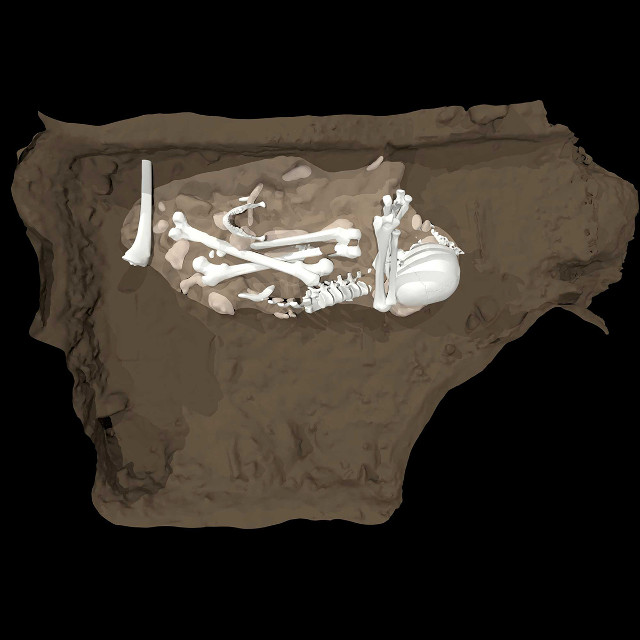 Ricostruzione di uno degli scheletri di Homo naledi nella posizione in cui è stato trovato (Immagine cortesia Berger et al., 2023)