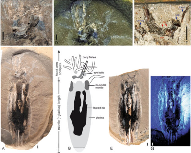 Viste del fossile di Simoniteuthis michaelyi