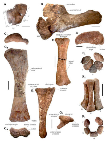 ossa della zampa anteriore di uno degli esemplari di Bustingorrytitan shiva scoperti.